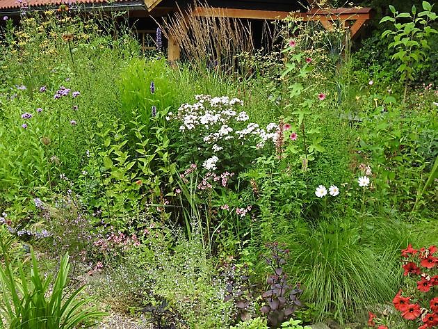 Klein Flora Westerwolde Sellingen - Het Tuinpad Op / In Nachbars Garten